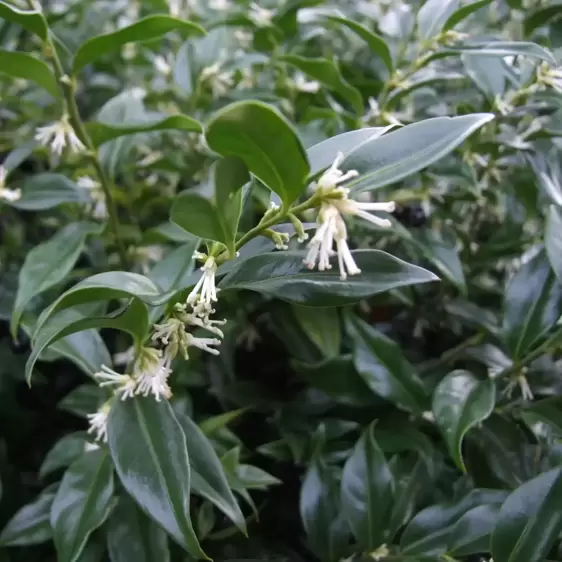 Sarcococca ruscifolia var. chinensis 'Dragon Gate'