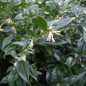 Sarcococca ruscifolia var. chinensis 'Dragon Gate'