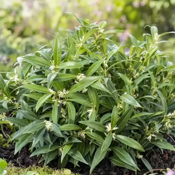 Sarcococca hookeriana var. humilis 'Fragrant Mountain' - image 4