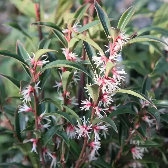 Sarcococca hookeriana var. digyna 'Purple Stem' 2L