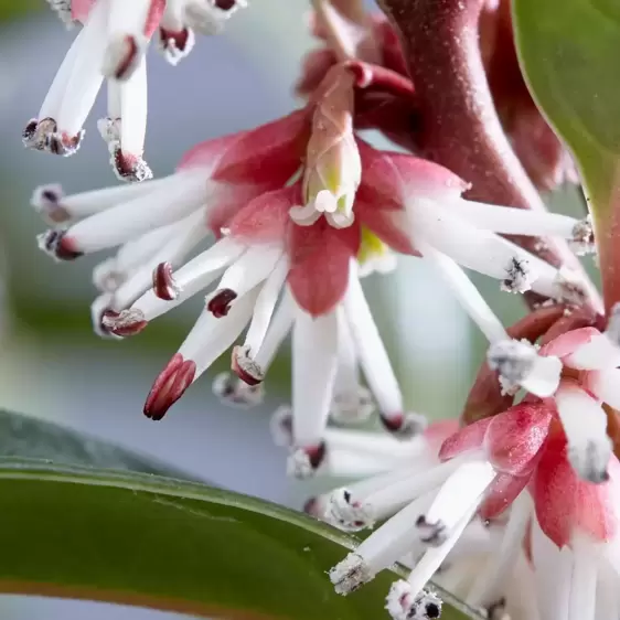 Sarcococca hookeriana 'Winter Gem' 2L - image 1