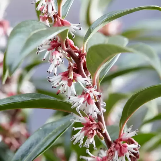 Sarcococca hookeriana 'Winter Gem' 10L - image 2