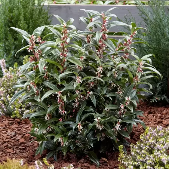 Sarcococca hookeriana 'Winter Gem' 5L - image 3