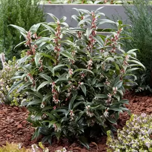 Sarcococca hookeriana 'Winter Gem' 2L - image 3