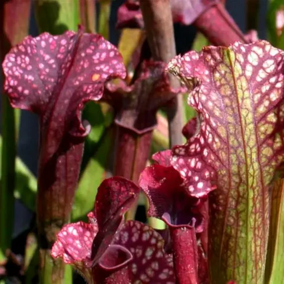 Sarracenia 'Judith Hindle' - image 1