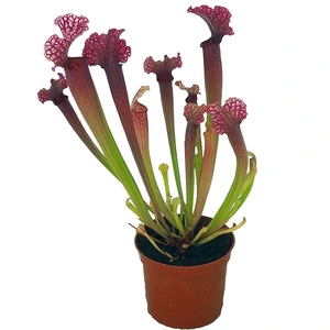 Sarracenia 'Judith Hindle' - image 2