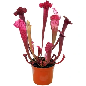 Sarracenia 'Juthatip Soper' - image 2