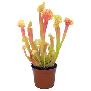 Sarracenia 'Smoorii' - image 2