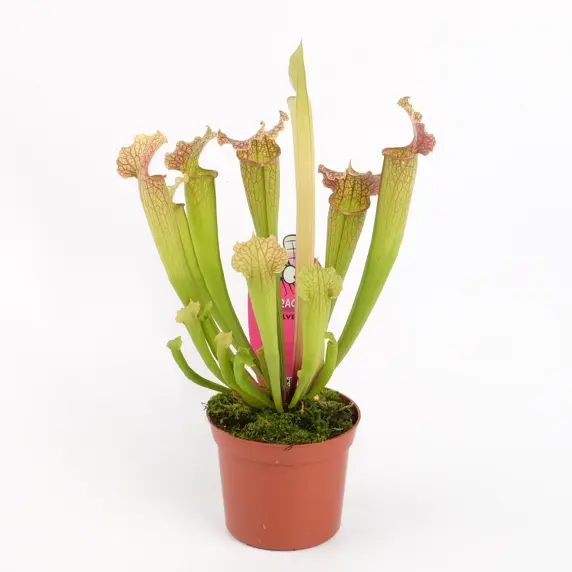 Sarracenia 'Velvet'