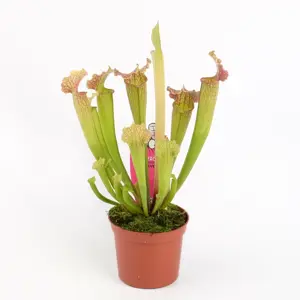 Sarracenia 'Velvet'