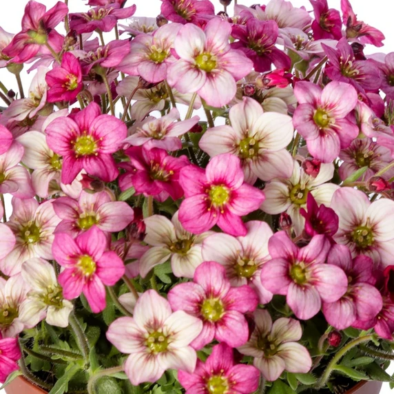 Saxifraga x arendsii 'Alpino Carnival'