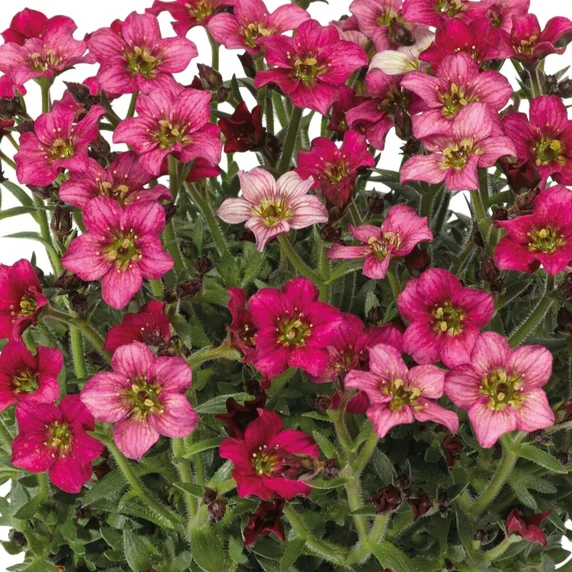 Saxifraga x arendsii 'Alpino Deep Rose'