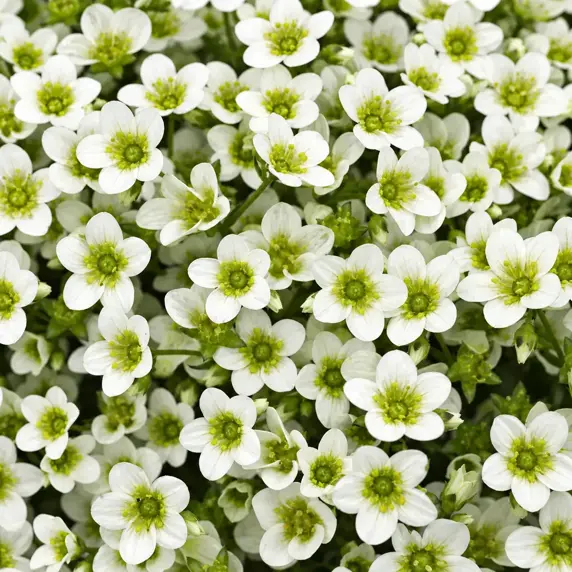 Saxifraga x arendsii 'Alpino Early Lime' 9cm