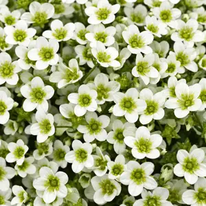 Saxifraga x arendsii 'Alpino Early Lime' 9cm