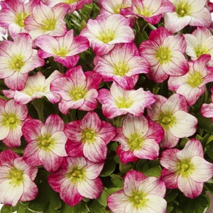 Saxifraga x arendsii 'Alpino Early Picotee'