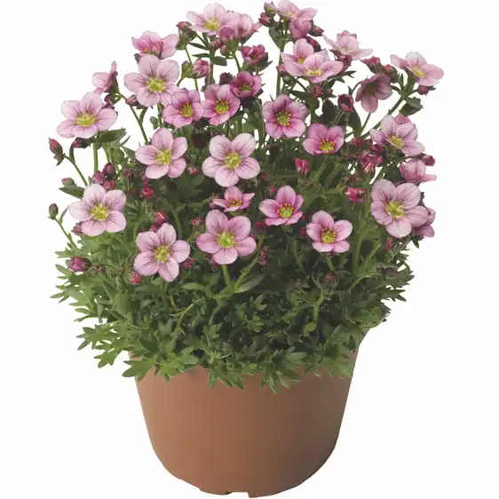 Picture - Syngenta Flowers