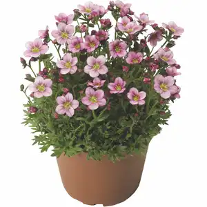 Picture - Syngenta Flowers
