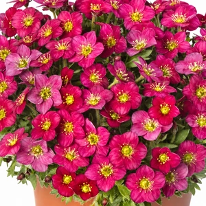 Saxifraga x arendsii 'Alpino Early Rose' 9cm