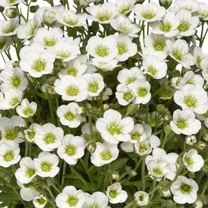 Saxifraga x arendsii 'Alpino White'