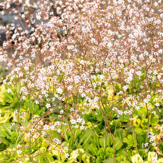Saxifraga x urbium 'Aureopunctata'