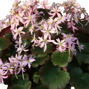 Saxifraga cortusifolia 'Autumn Grace Akiko' - image 2