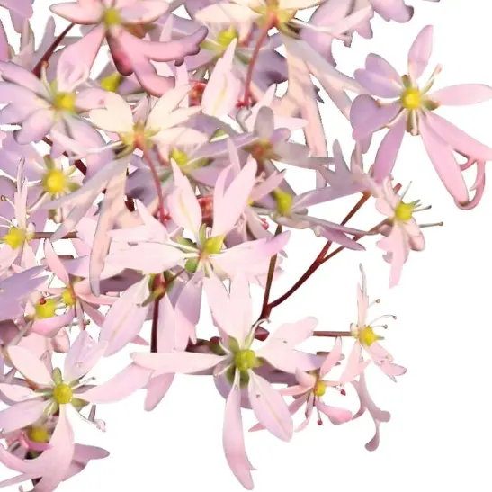 Saxifraga cortusifolia 'Autumn Grace Akiko' - image 1