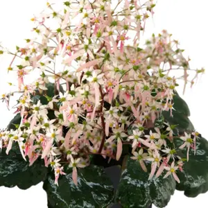 Saxifraga cortusifolia 'Autumn Grace Asuka' - image 2