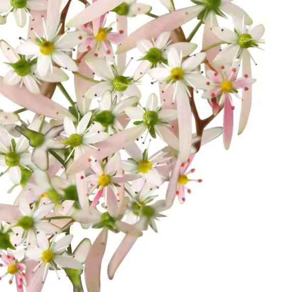 Saxifraga cortusifolia 'Autumn Grace Asuka' - image 1