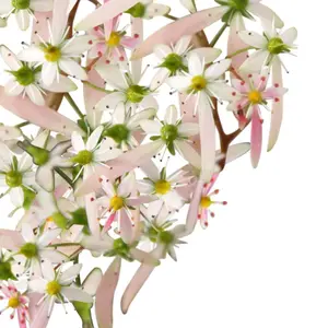 Saxifraga cortusifolia 'Autumn Grace Asuka' - image 1