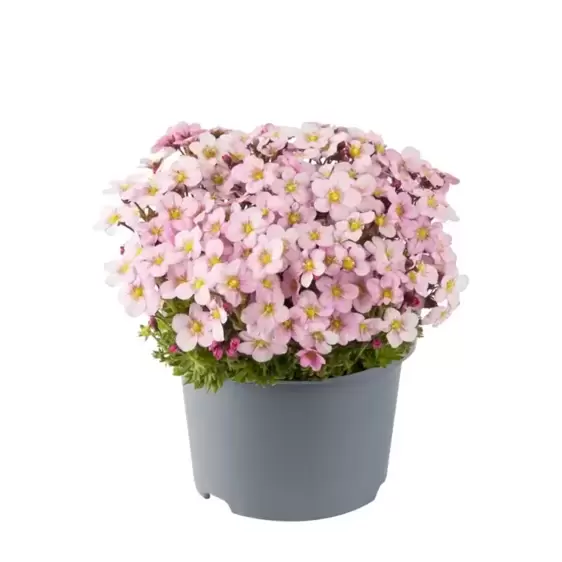 Saxifraga x arendsii 'Ice Colours Appleblossom' 1L
