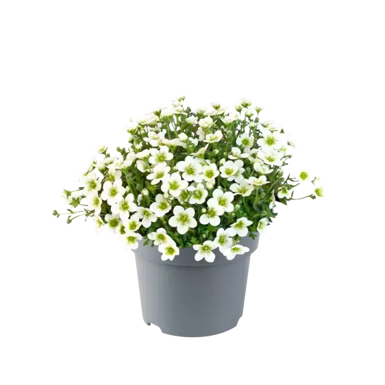 Saxifraga x arendsii 'Ice Colours Lime' 1L