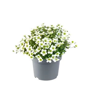 Saxifraga x arendsii 'Ice Colours Lime' 1L