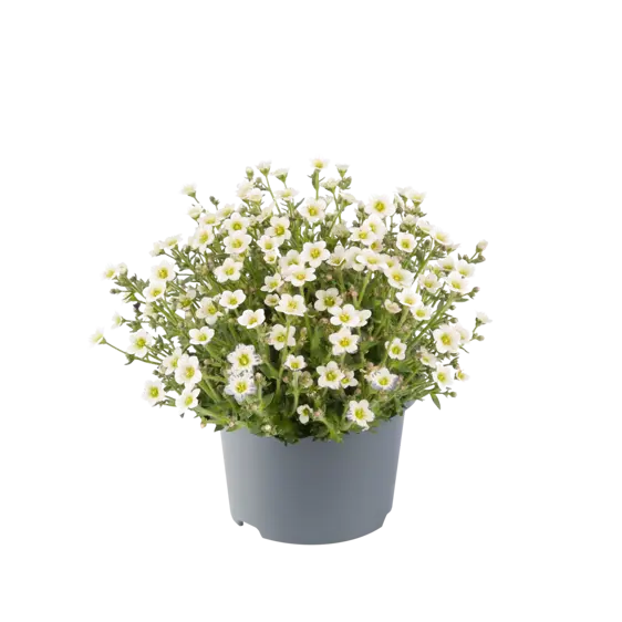 Saxifraga x arendsii 'Ice Colours Pearl White' 9cm - image 1