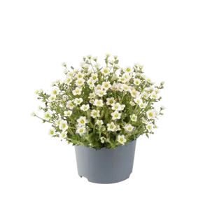 Saxifraga x arendsii 'Ice Colours Pearl White' 9cm - image 1