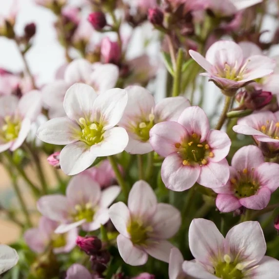 Saxifraga x arendsii 'Ice Colours Pearl White' 1L - image 1
