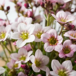 Saxifraga 'Ice Colours Pearl White'