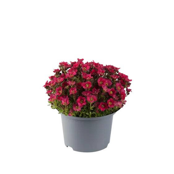 Saxifraga x arendsii 'Ice Colours Red' 9cm