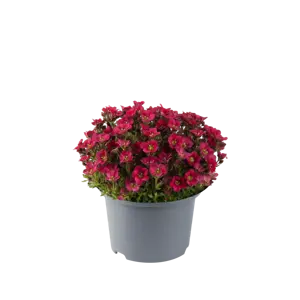 Saxifraga x arendsii 'Ice Colours Red' 9cm