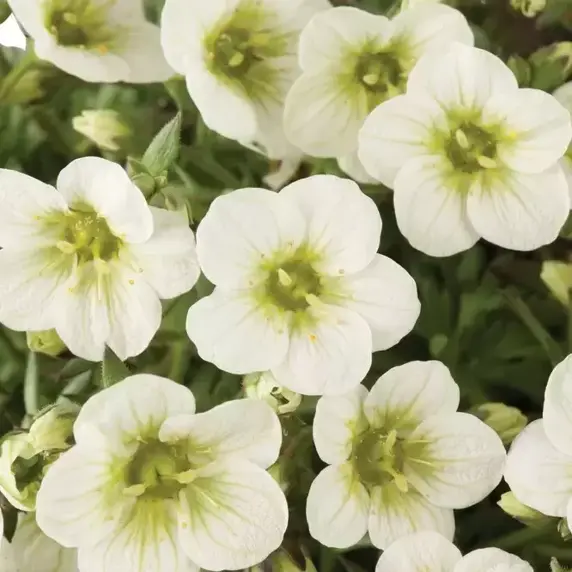 Saxifraga x arendsii 'Limerock' 9cm