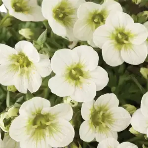 Saxifraga x arendsii 'Limerock' 9cm