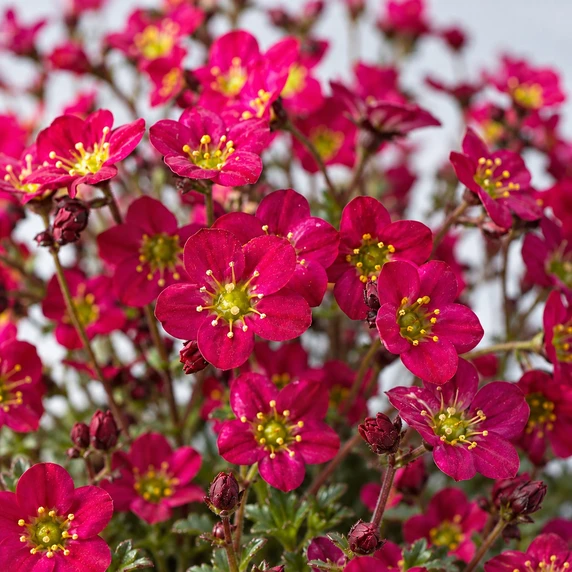 Saxifraga x arendsii 'Marto Hot Rose' 1L - image 2