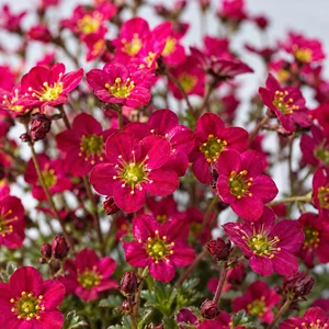 Saxifraga x arendsii 'Marto Hot Rose' 1L - image 2
