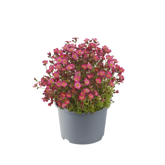Saxifraga × arendsii 'Marto Red' 1L - image 1