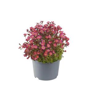 Saxifraga × arendsii 'Marto Red' 1L - image 1
