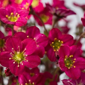 Saxifraga × arendsii 'Marto Red' 1L - image 2