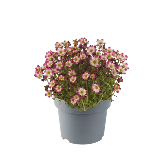 Saxifraga x arendsii 'Marto Red Picotee' 9cm - image 1