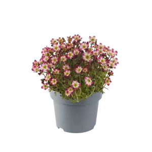 Saxifraga x arendsii 'Marto Red Picotee' 9cm - image 1