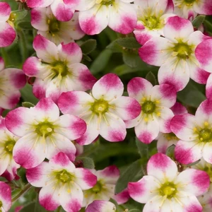 Saxifraga x arendsii 'Marto Red Picotee' 9cm - image 2
