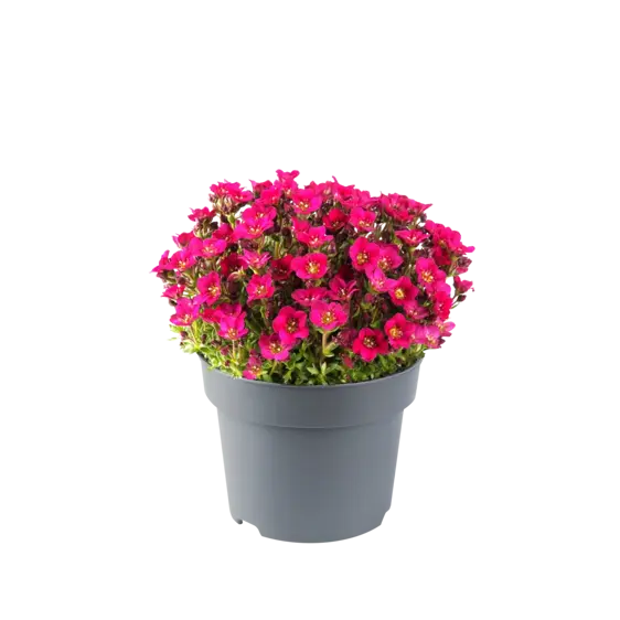 Saxifraga x arendsii 'Marto Rose' 1L - image 1
