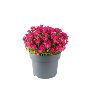 Saxifraga x arendsii 'Marto Rose' 1L - image 1